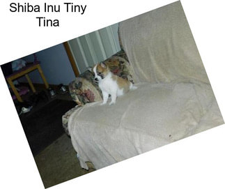 Shiba Inu Tiny Tina