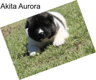 Akita Aurora