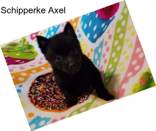 Schipperke Axel