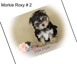 Morkie Roxy # 2