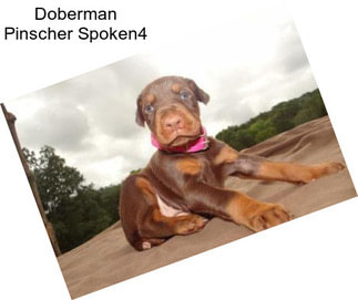 Doberman Pinscher Spoken4