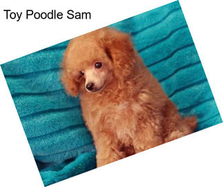 Toy Poodle Sam