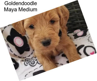 Goldendoodle Maya Medium