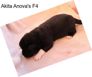 Akita Anova\'s F4