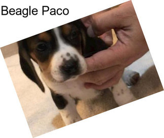 Beagle Paco