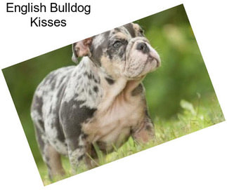 English Bulldog Kisses