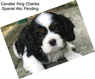 Cavalier King Charles Spaniel Akc Pending