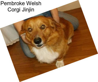 Pembroke Welsh Corgi Jinjin