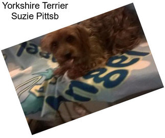 Yorkshire Terrier Suzie Pittsb