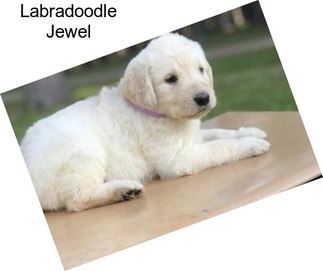 Labradoodle Jewel