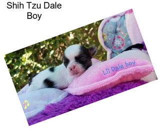 Shih Tzu Dale Boy