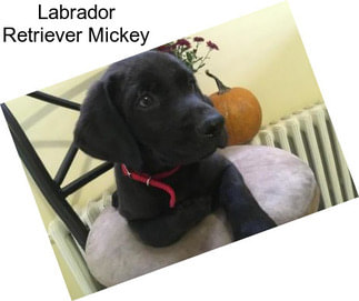 Labrador Retriever Mickey