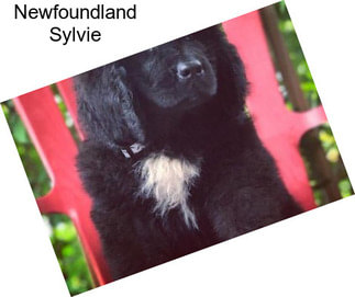 Newfoundland Sylvie