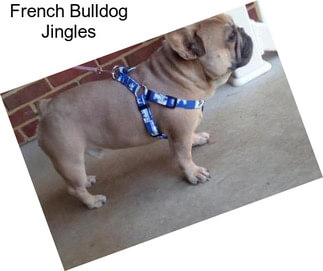 French Bulldog Jingles