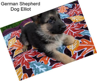 German Shepherd Dog Elliot