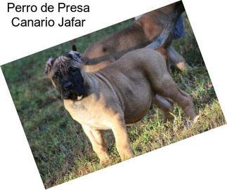 Perro de Presa Canario Jafar