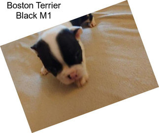 Boston Terrier Black M1