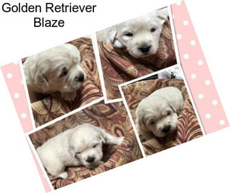 Golden Retriever Blaze