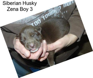 Siberian Husky Zena Boy 3