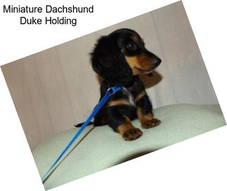 Miniature Dachshund Duke Holding