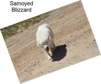 Samoyed Blizzard