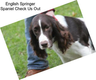 English Springer Spaniel Check Us Out