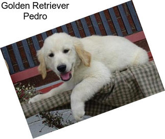 Golden Retriever Pedro