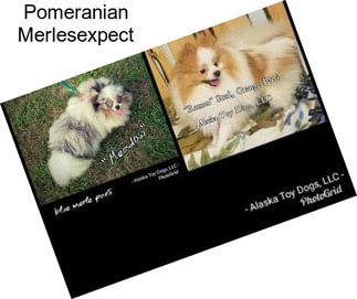 Pomeranian Merlesexpect