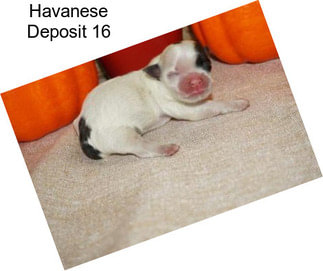 Havanese Deposit 16