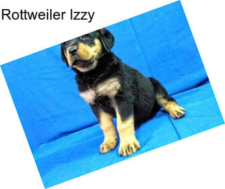 Rottweiler Izzy