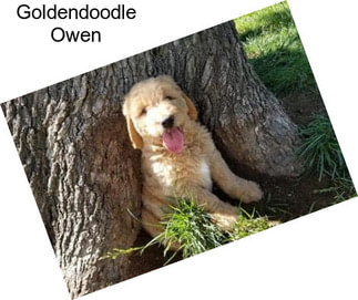 Goldendoodle Owen