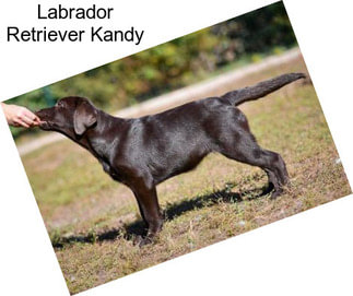 Labrador Retriever Kandy