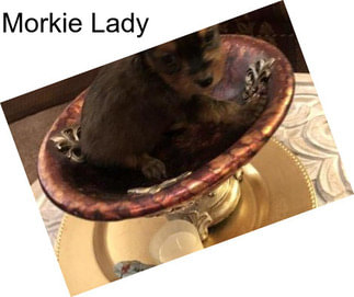 Morkie Lady