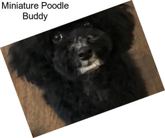 Miniature Poodle Buddy