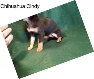 Chihuahua Cindy