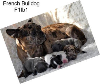 French Bulldog F1fb1