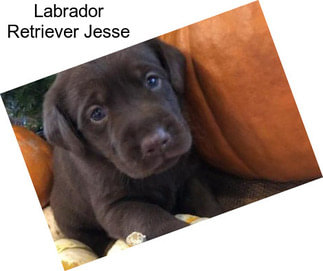 Labrador Retriever Jesse
