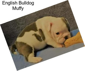 English Bulldog Muffy