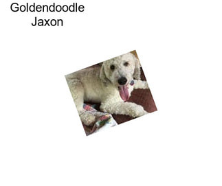Goldendoodle Jaxon