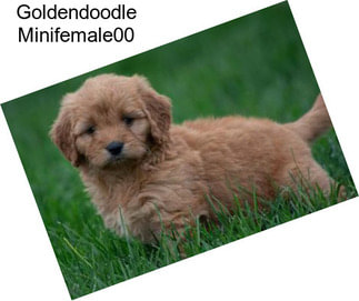 Goldendoodle Minifemale00
