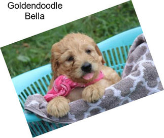 Goldendoodle Bella