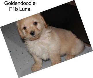 Goldendoodle F1b Luna