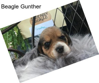 Beagle Gunther