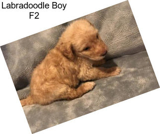 Labradoodle Boy F2