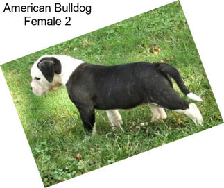 American Bulldog Female 2