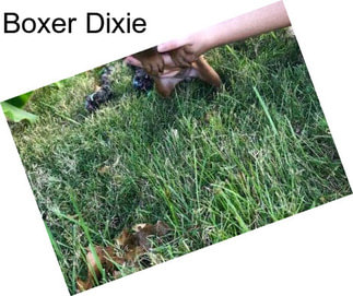Boxer Dixie