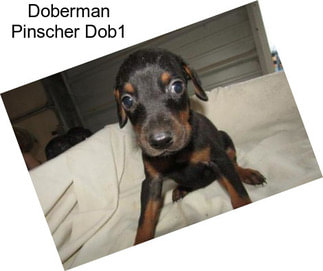 Doberman Pinscher Dob1