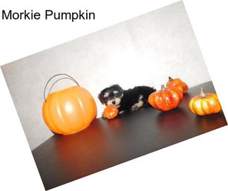 Morkie Pumpkin