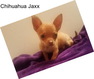 Chihuahua Jaxx