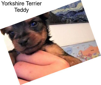 Yorkshire Terrier Teddy